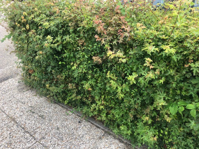 Spaanse aak / Veldesdoorn