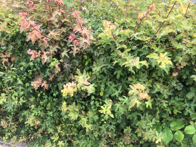 Spaanse aak / Veldesdoorn - Afbeelding 3