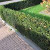 Taxus / Venijnboom - Afbeelding 5
