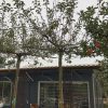 Dakappelboom 'Ecolette'