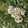 Indische sering - Afbeelding 3