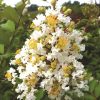 Indische sering - Afbeelding 4