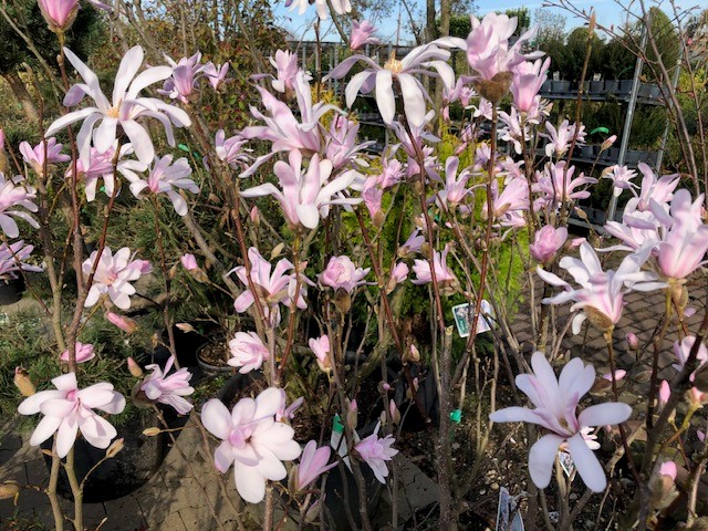 Beverboom / Valse Tulpenboom