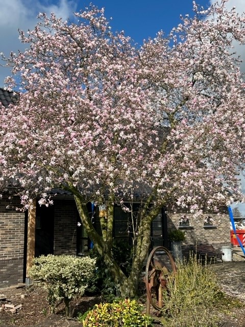 Beverboom / Valse Tulpenboom - Afbeelding 2