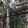 Dakappelboom 'Ecolette' - Afbeelding 3