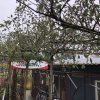 Dakappelboom 'Ecolette' - Afbeelding 4