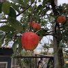 Dakappelboom 'Ecolette' - Afbeelding 2