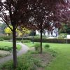 Roodbladige kerspruim - Afbeelding 2