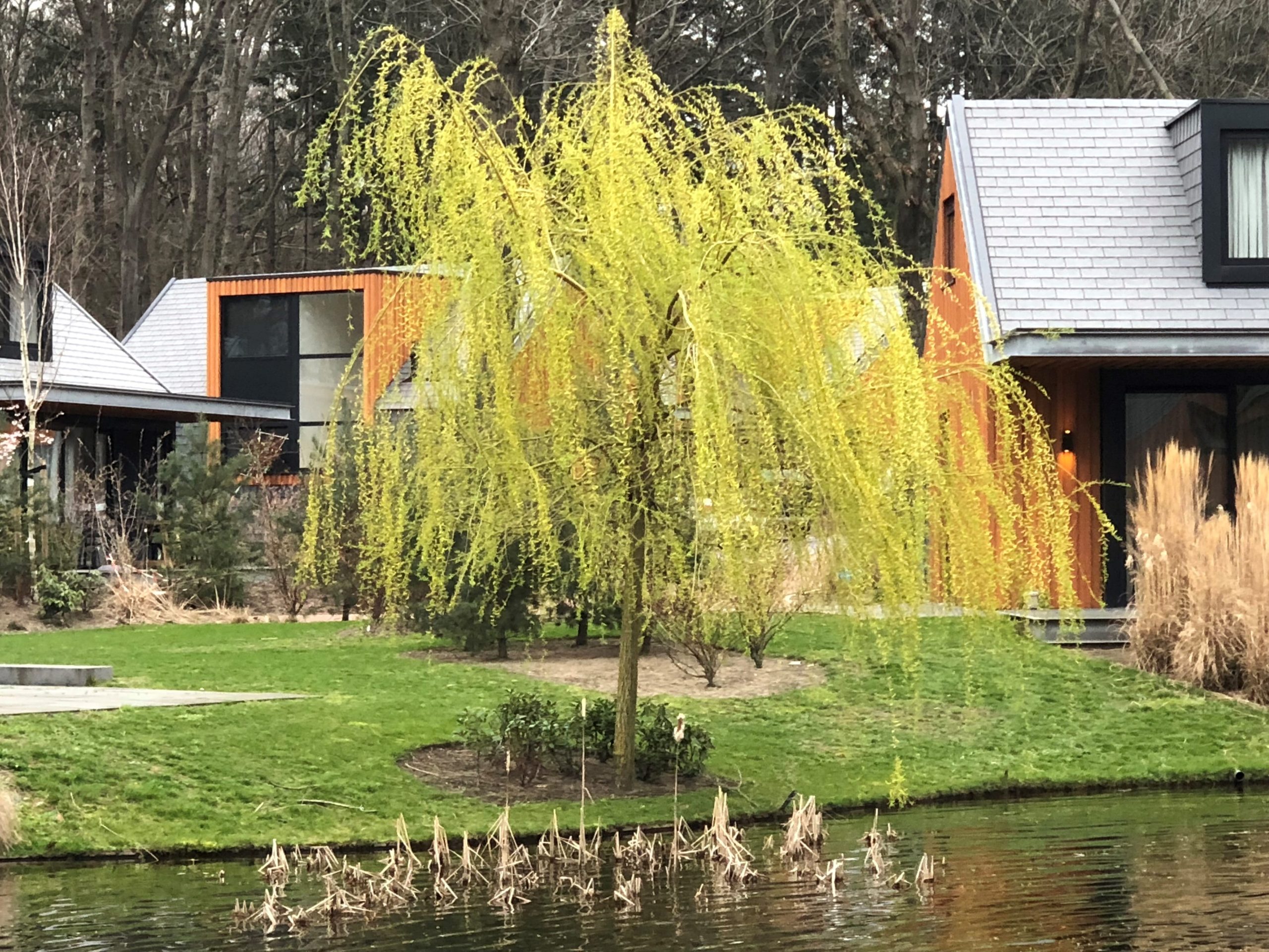 Gele treurwilg - Afbeelding 4