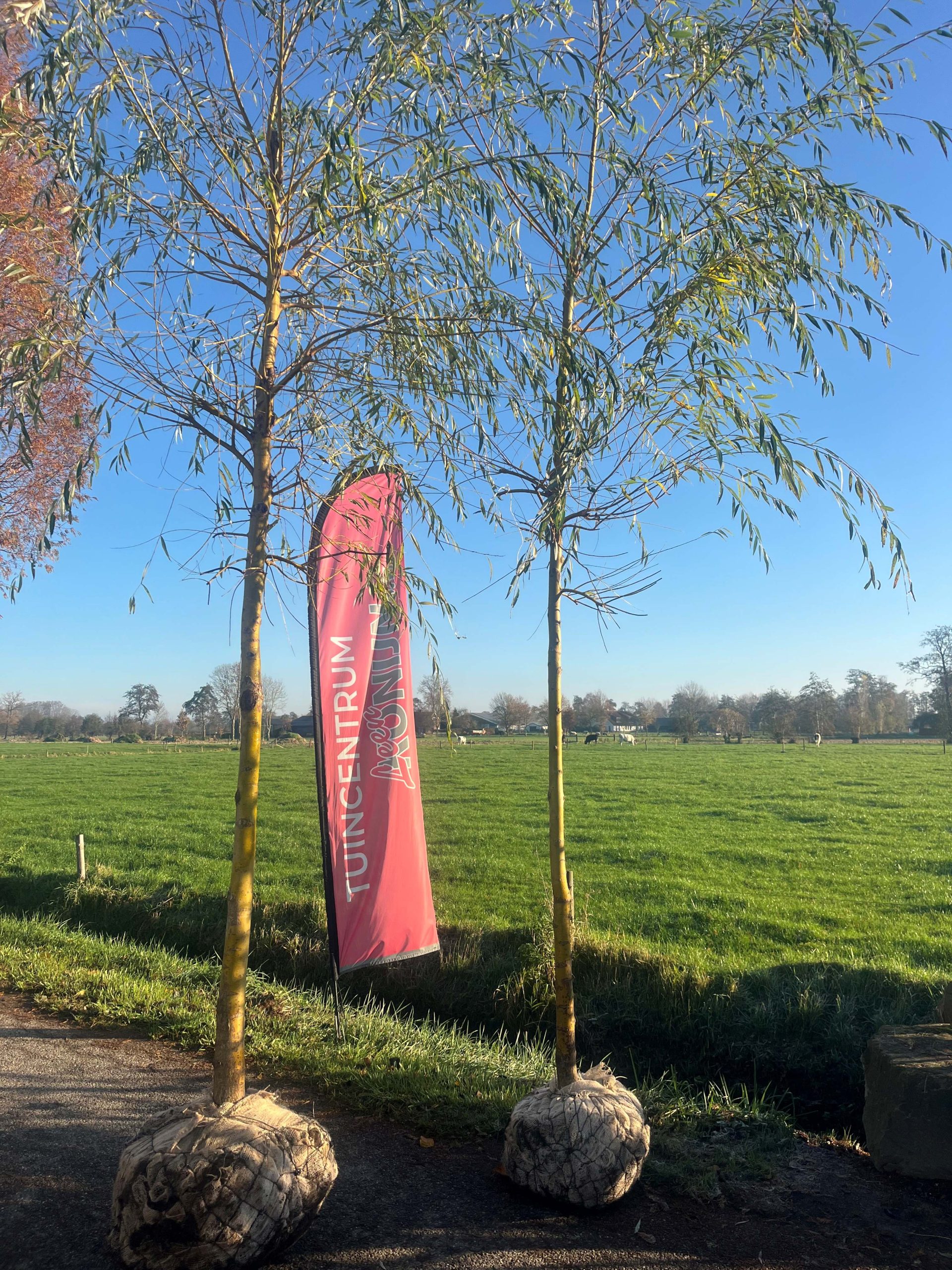 Gele treurwilg - Afbeelding 2