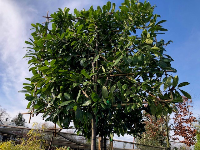 Lei-laurier 'Novita' - Afbeelding 3