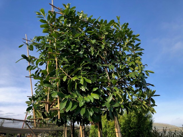 Lei-laurier 'Novita' - Afbeelding 2