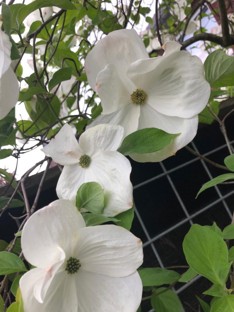 Japanse Kornoelje - Afbeelding 2