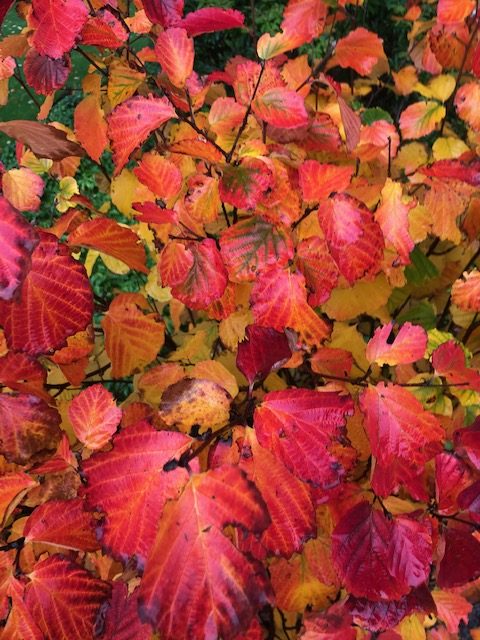 Lampenpoetserstruik - Afbeelding 4