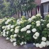 Hortensia - Afbeelding 4