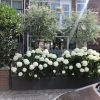 Hortensia - Afbeelding 3