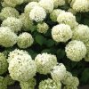Hortensia