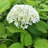 Hortensia - Afbeelding 2