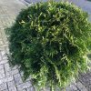 Westerse levensboom - Afbeelding 3