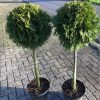 Westerse levensboom - Afbeelding 2