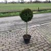 Westerse levensboom