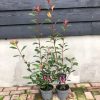 Glansmispel - Afbeelding 6