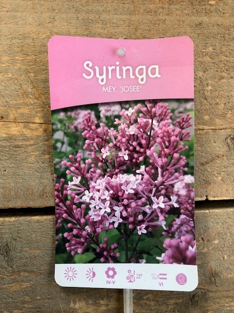 Sering, Hongaarse Sering