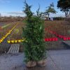 Reuzenlevensboom