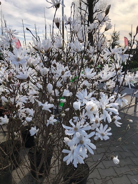 Beverboom / Stermagnolia / Valse Tulpenboom - Afbeelding 2