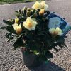 Rhododendron - Afbeelding 2