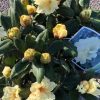 Rhododendron - Afbeelding 3