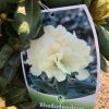 Rhododendron - Afbeelding 4