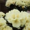 Rhododendron