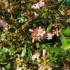 Abelia