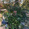 Abelia - Afbeelding 2