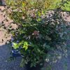 Abelia - Afbeelding 3
