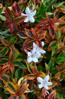 Abelia - Afbeelding 2