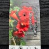Trompet klimmer - Afbeelding 5