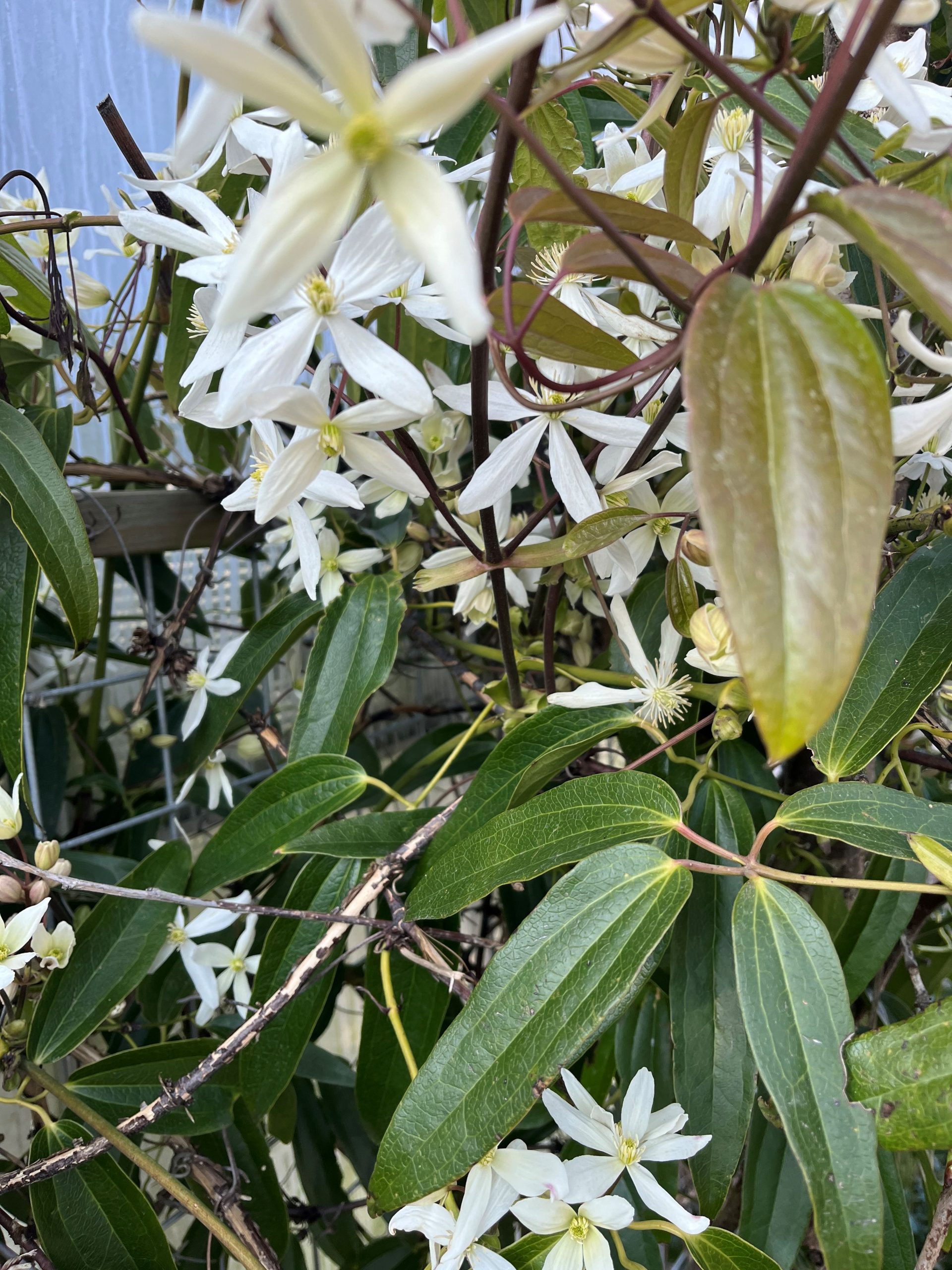 Bosrank groenblijvend - Afbeelding 3