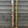 Klimroos (Ramblerroos) - Afbeelding 4