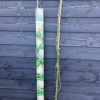Klimroos (Ramblerroos) - Afbeelding 3
