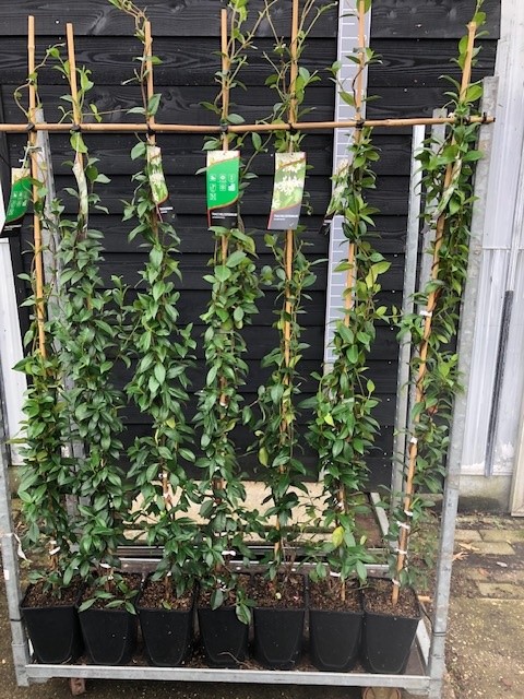 Toscaanse Jasmijn (ster jasmijn)