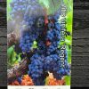 Druif blauw