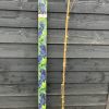 Druif blauw - Afbeelding 3
