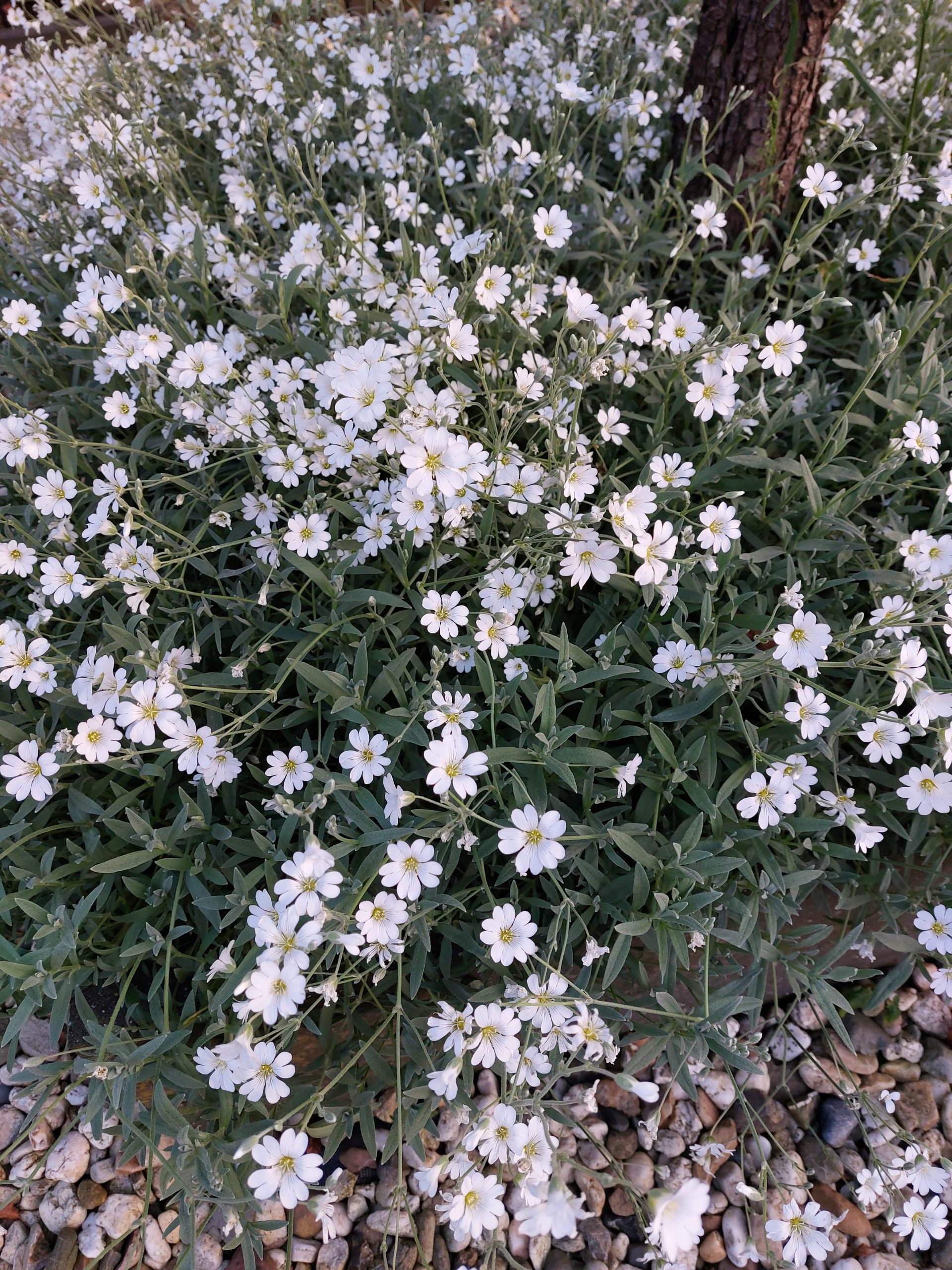 Viltige hoornbloem - Afbeelding 2