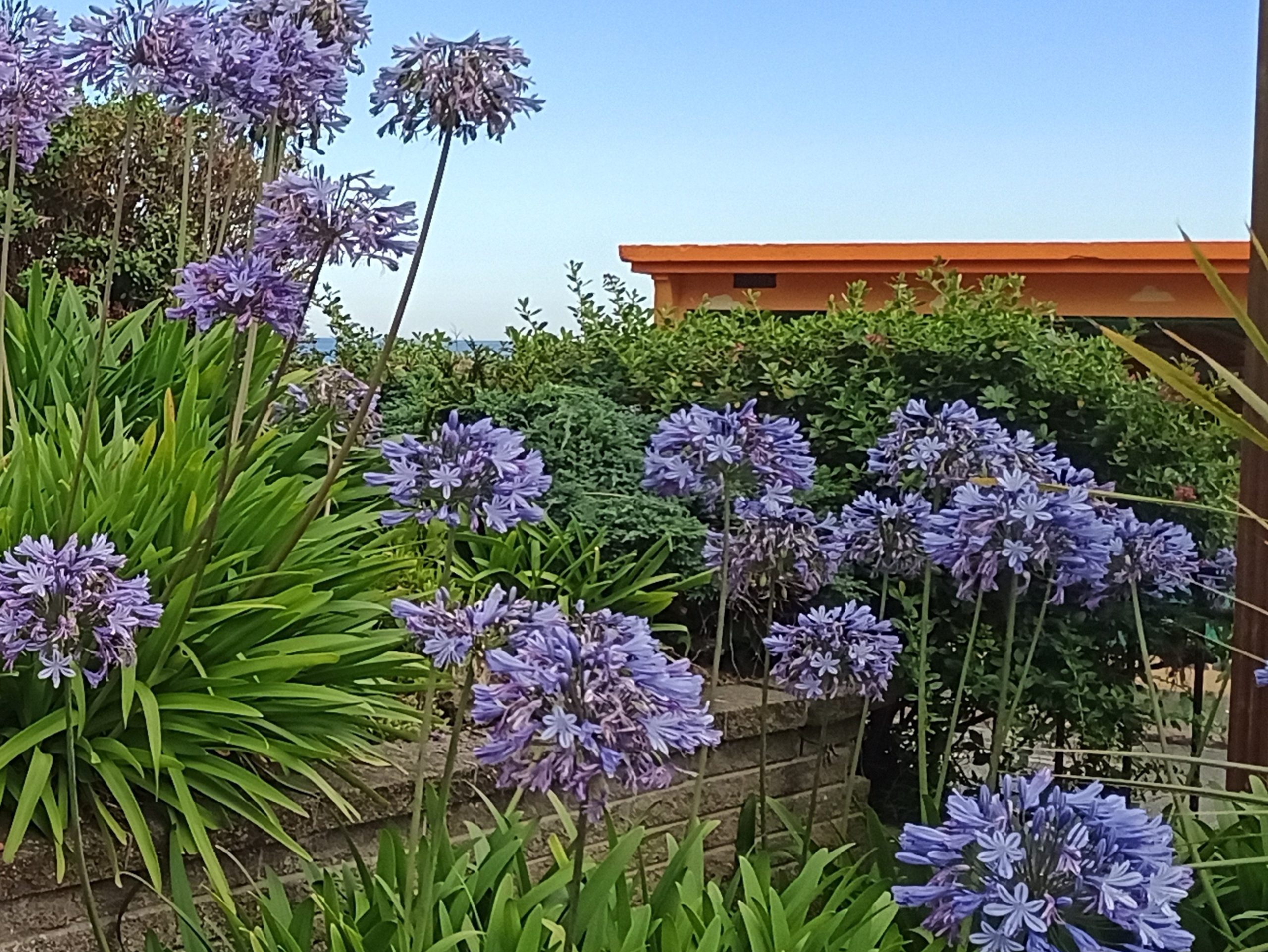 Afrikaanse lelie, Liefdesbloem, Blauwe Tuberoos - Afbeelding 3