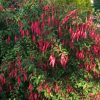 Fuchsia, Bellenplant