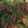 Fuchsia, Bellenplant - Afbeelding 2