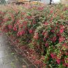 Fuchsia, Bellenplant - Afbeelding 4