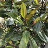 Beverboom / Valse Tulpenboom - Afbeelding 2
